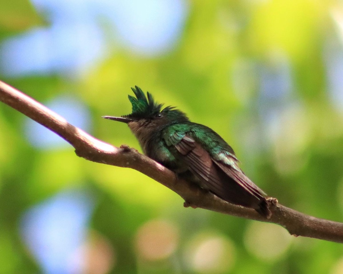 Antillean Crested Hummingbird - Frank Young