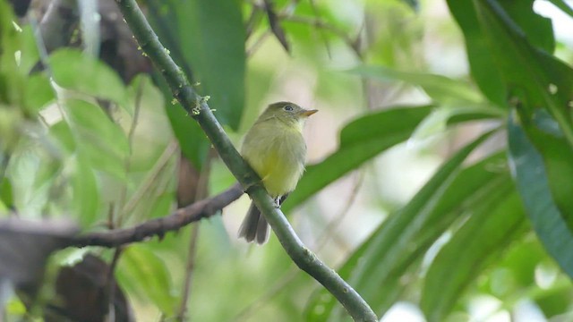 Orange-crested Flycatcher - ML428238031