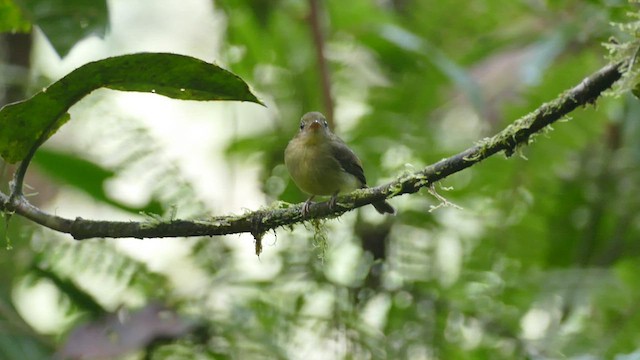 Orange-crested Flycatcher - ML428238111