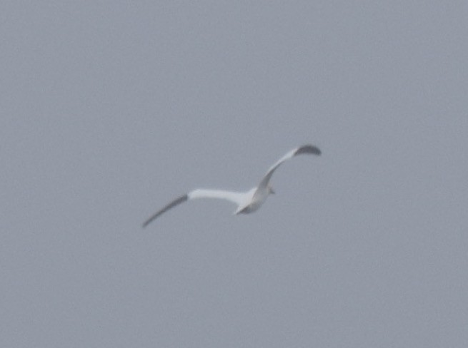 Northern Gannet - Will Mahoney