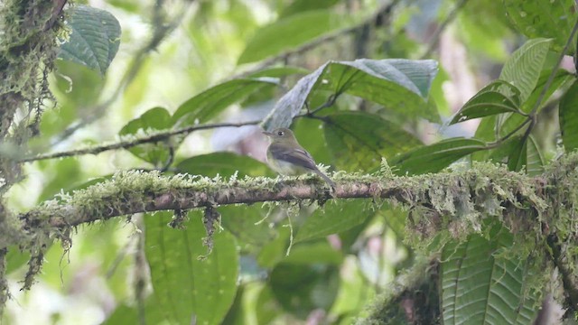 Orange-crested Flycatcher - ML428238591