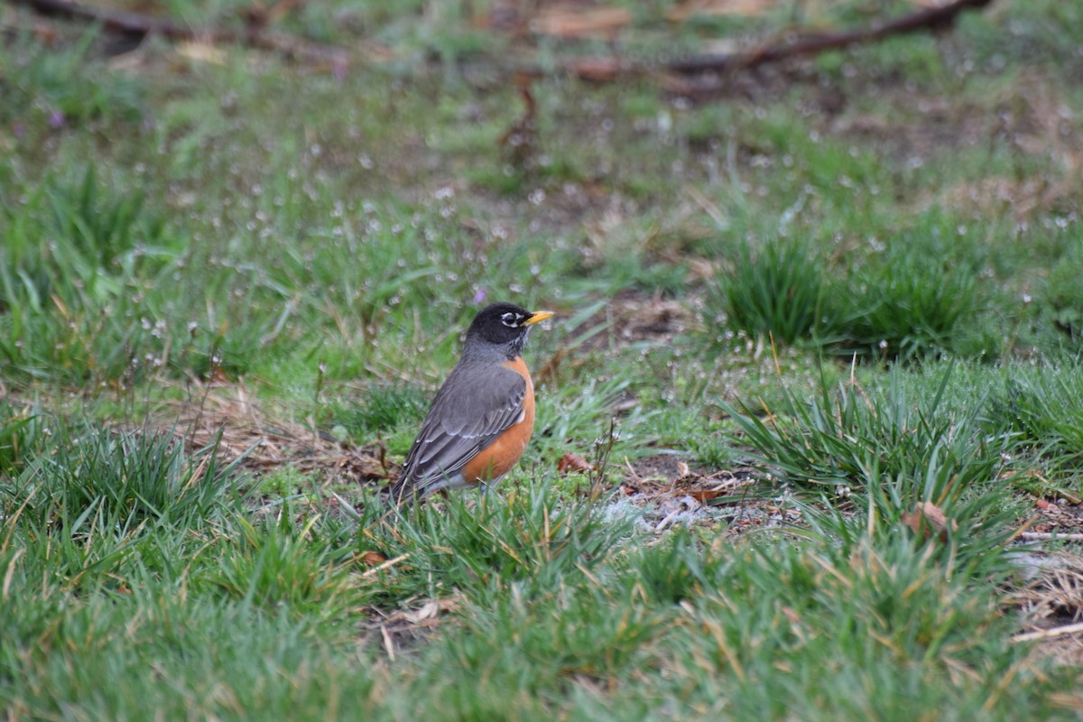 American Robin - ML428239311