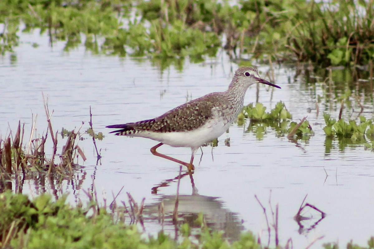 小黃腳鷸 - ML428239531