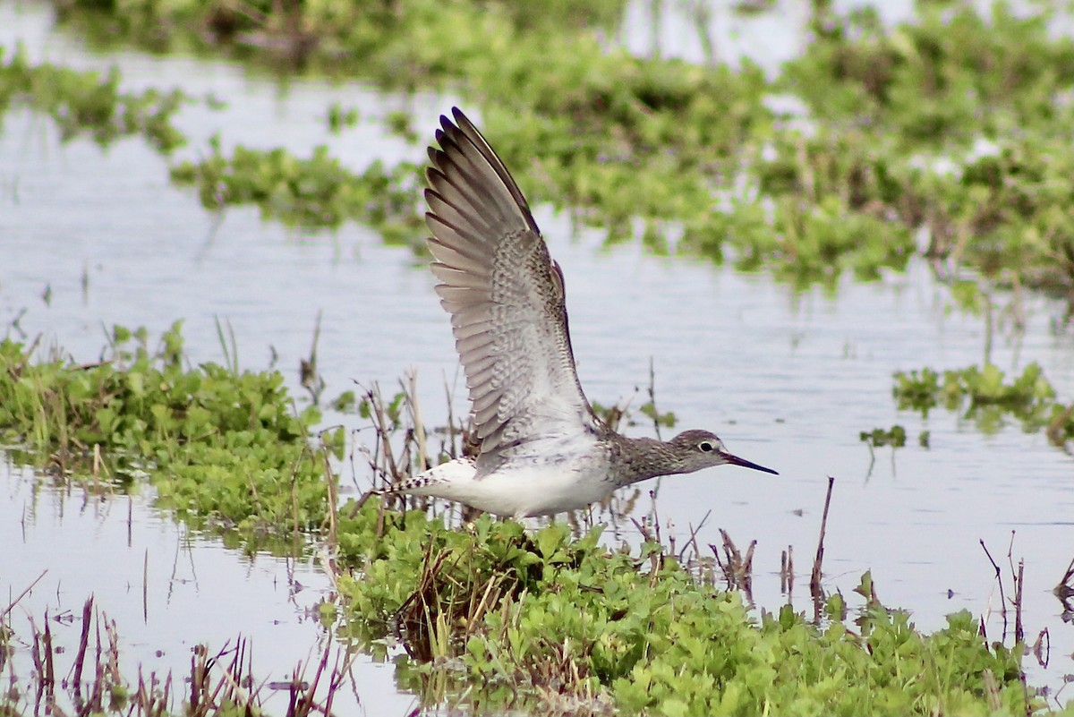 小黃腳鷸 - ML428239541