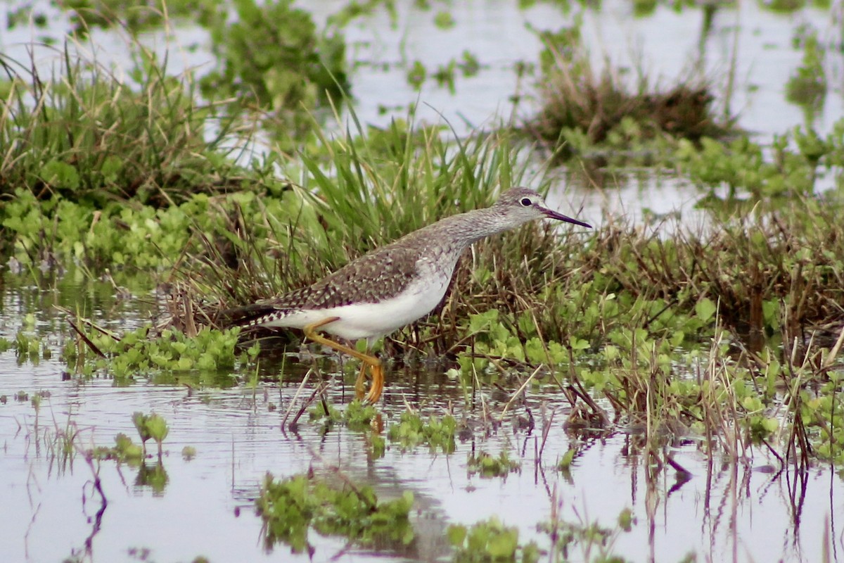 小黃腳鷸 - ML428239551
