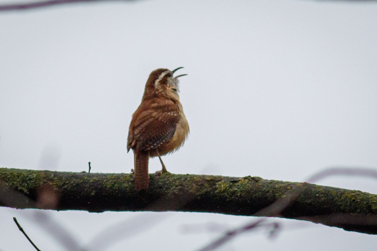 Carolina Wren - ML428239801