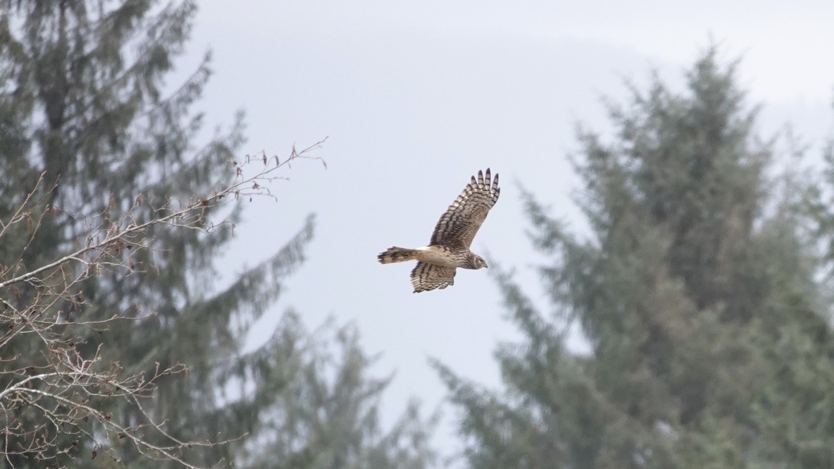 Northern Harrier - ML428240781