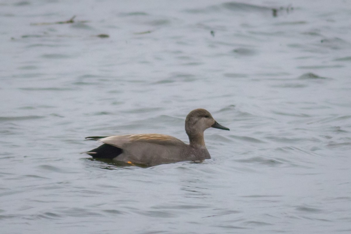 Gadwall - Craig Kingma