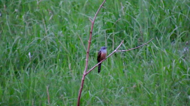 Plaintive Cuckoo - ML428243061