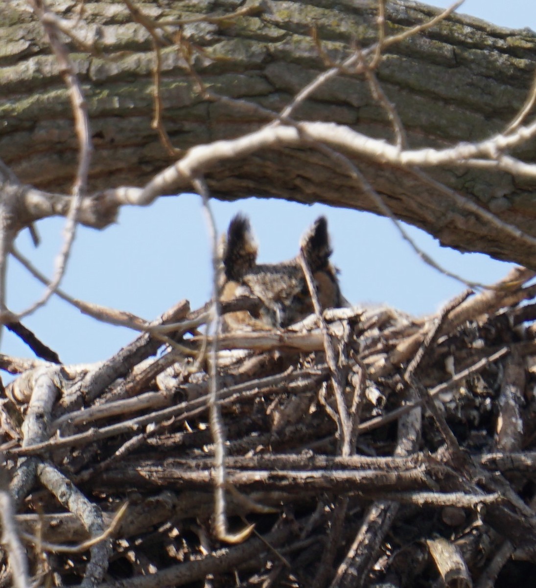 Great Horned Owl - ML428243931