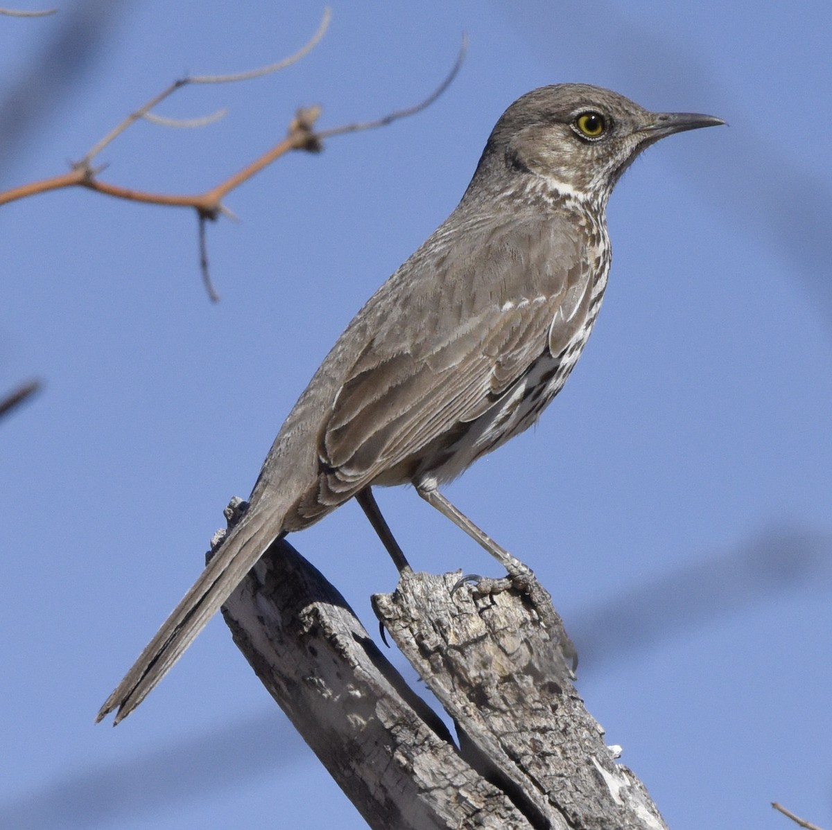 Sage Thrasher - Thomas Oliver