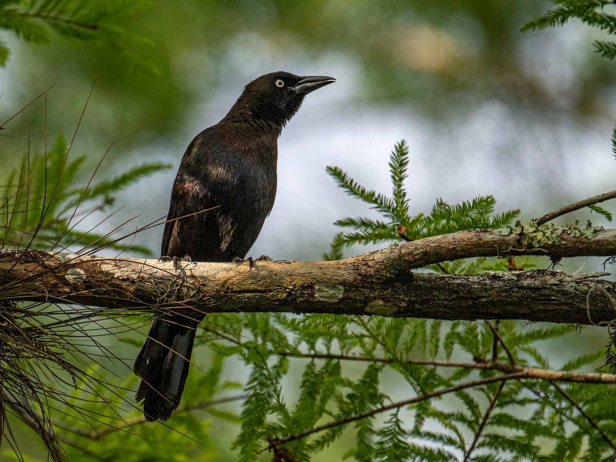 Common Grackle - ML428246121