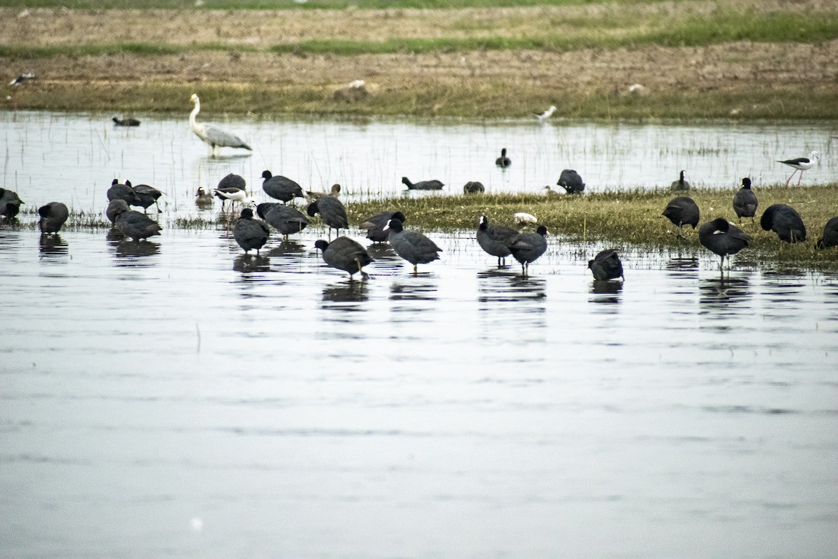 Eurasian Coot - ML428246891