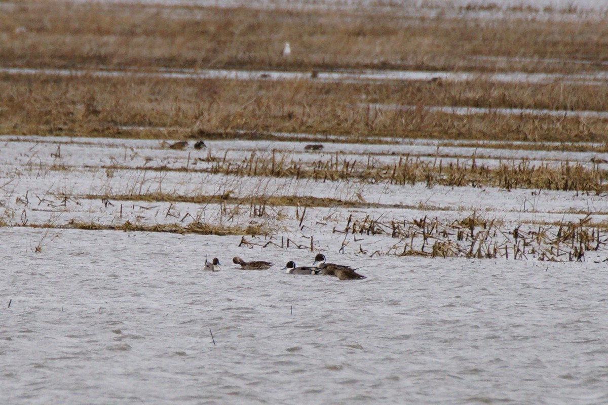 Northern Pintail - ML428247191