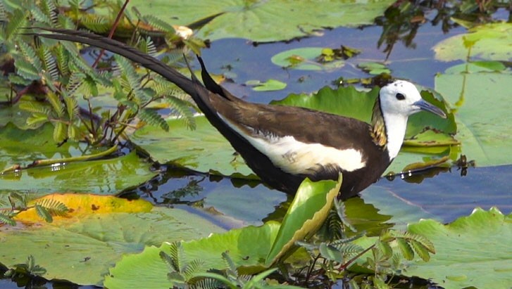 Pheasant-tailed Jacana - Janet Loveland