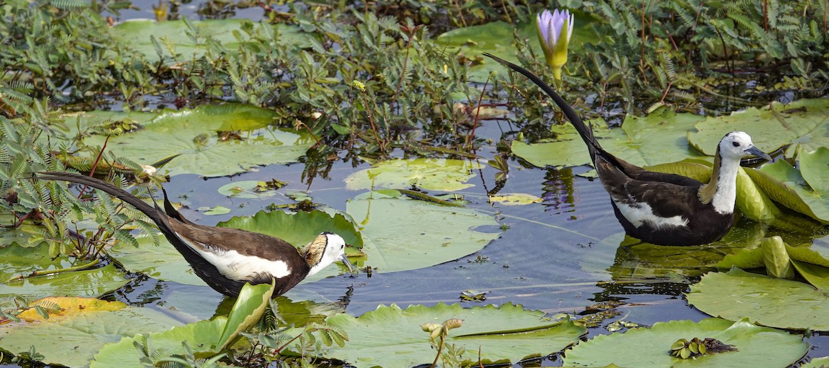 Pheasant-tailed Jacana - Janet Loveland