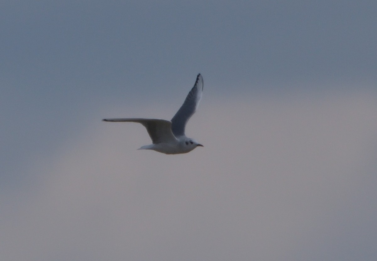 Bonaparte's Gull - ML428247661