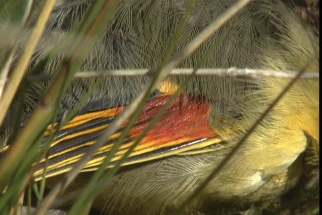 Red-billed Leiothrix - ML428248