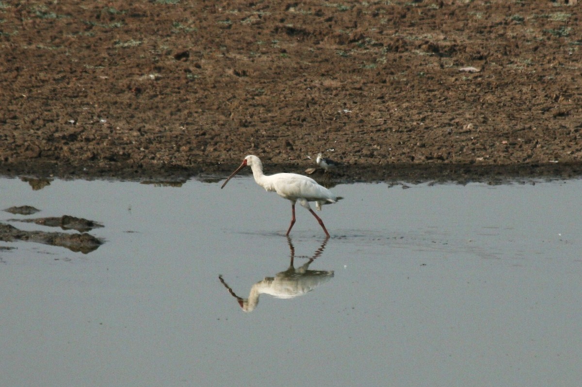 African Spoonbill - ML428249511