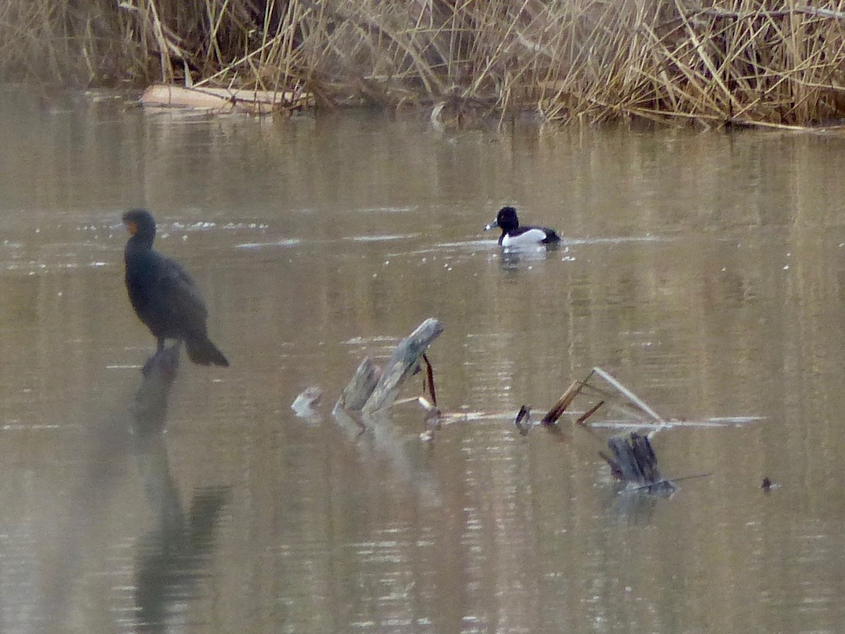 Ring-necked Duck - Marc Lichtenberg