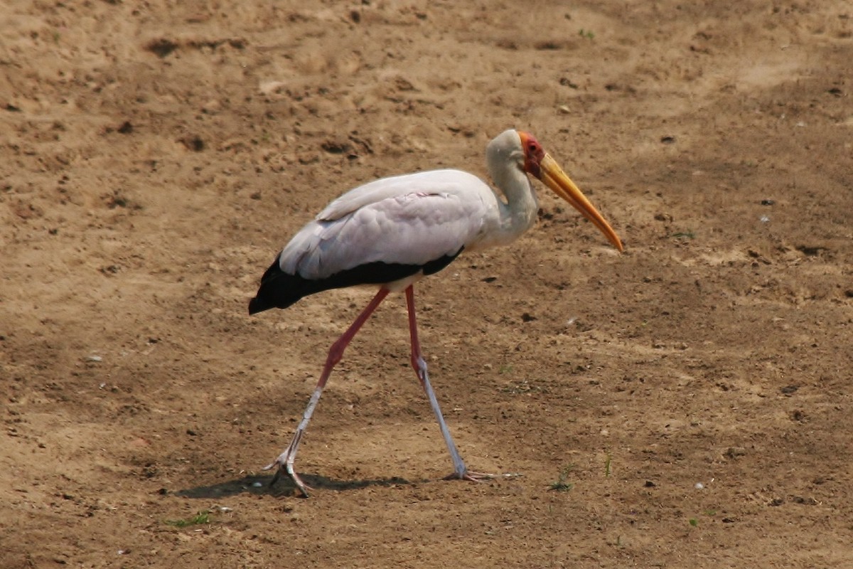 Yellow-billed Stork - ML428250241