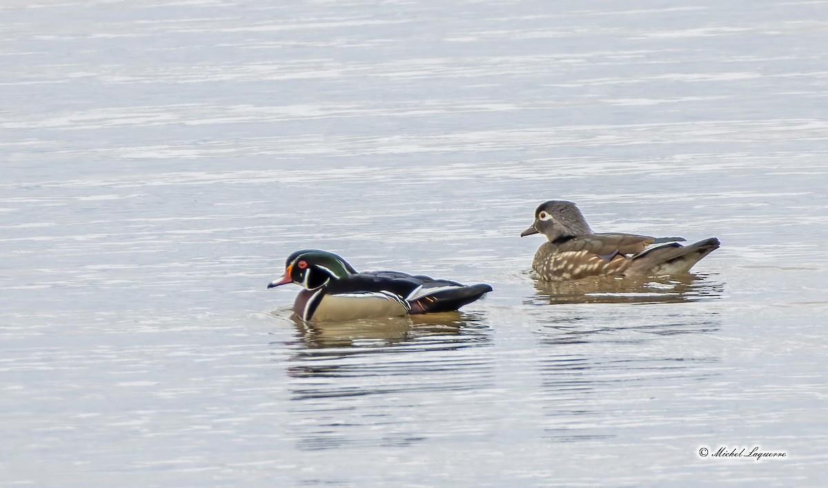 Wood Duck - Michel Laquerre