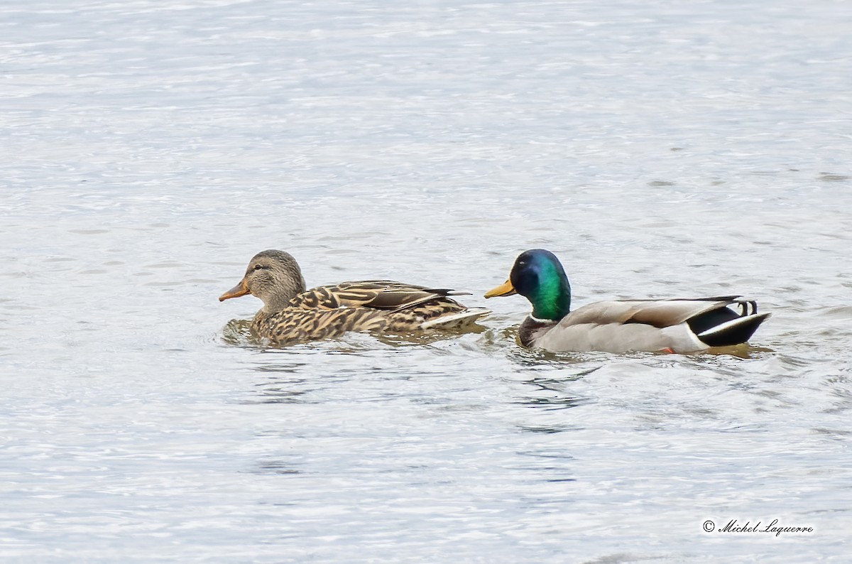 Canard colvert - ML428250451