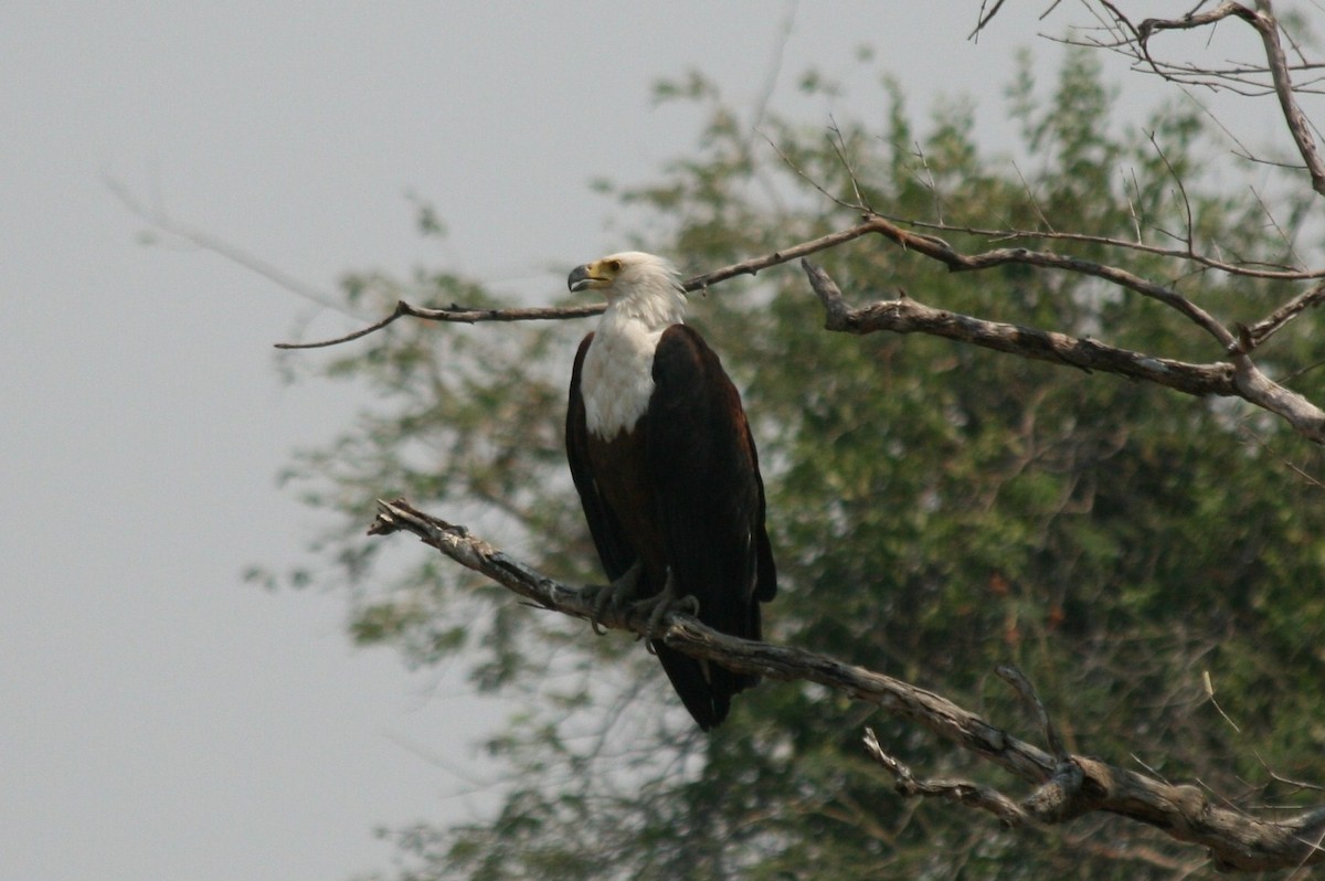 African Fish-Eagle - ML428250501