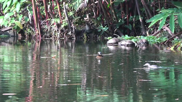 Sungrebe - ML428250691