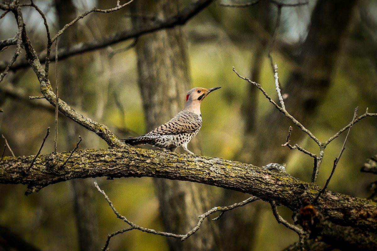 Northern Flicker - ML428251031