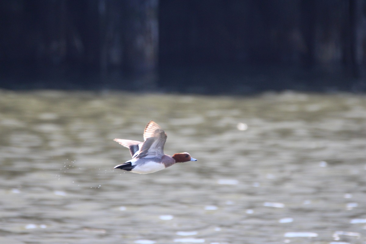 Eurasian Wigeon - ML428252161