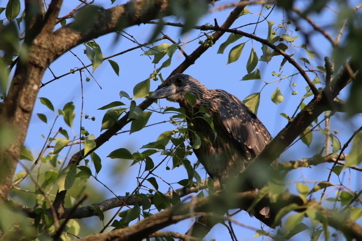 Yellow-crowned Night Heron - ML428252371