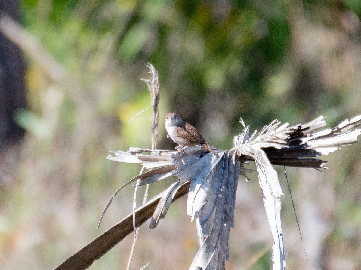 House Wren - ML428252401