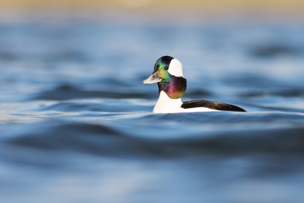 Bufflehead - ML42825251