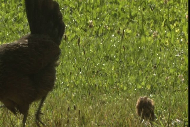 Red Junglefowl (Domestic type) - ML428253