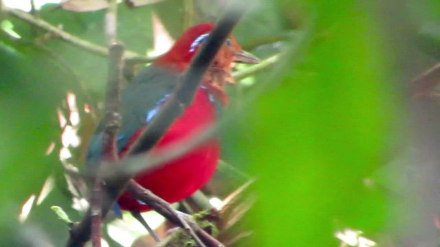 Blue-banded Pitta - ML428253621