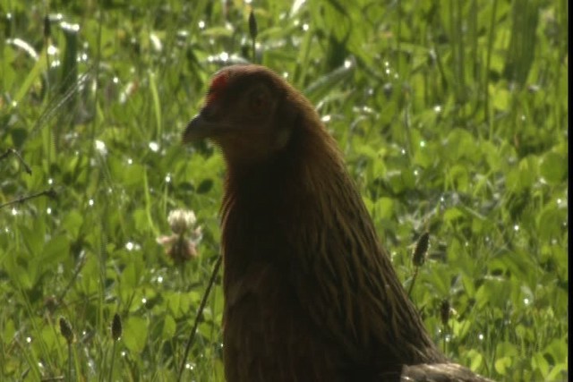 Red Junglefowl (Domestic type) - ML428254