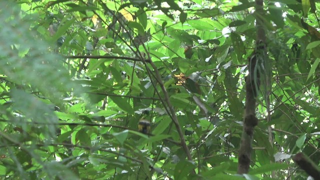 Hooded Grosbeak - ML428254551