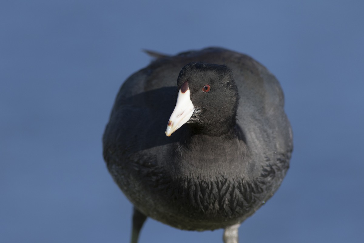 American Coot - ML42825481