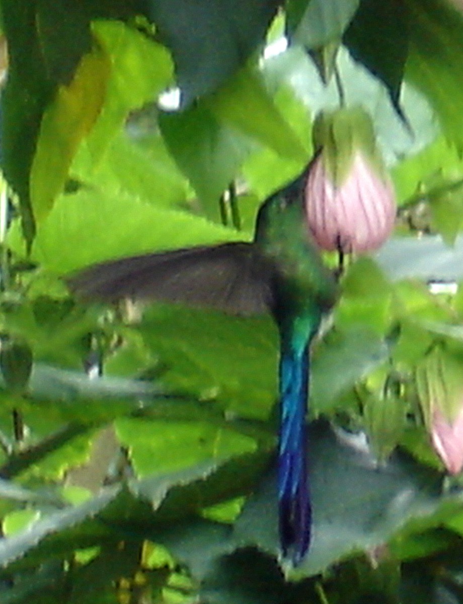 Long-tailed Sylph - ML428255781