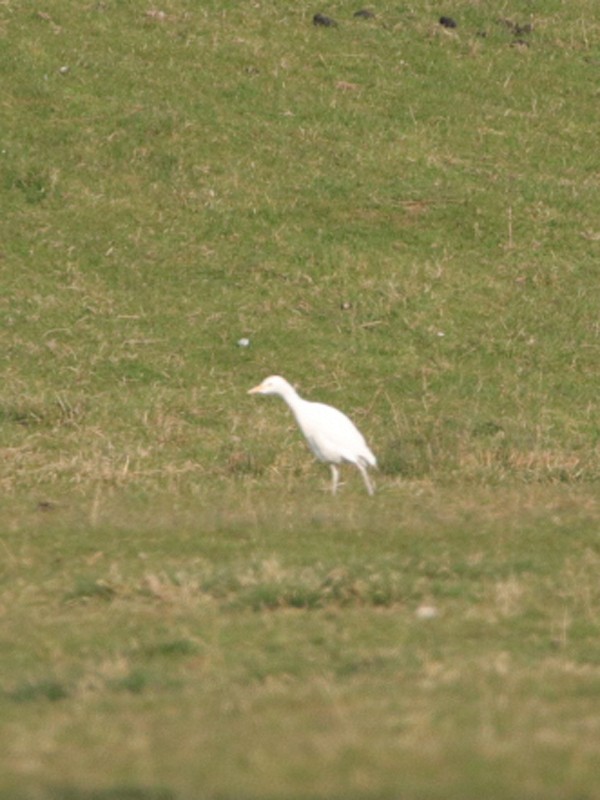 Western Cattle Egret - Keith CC Mitchell