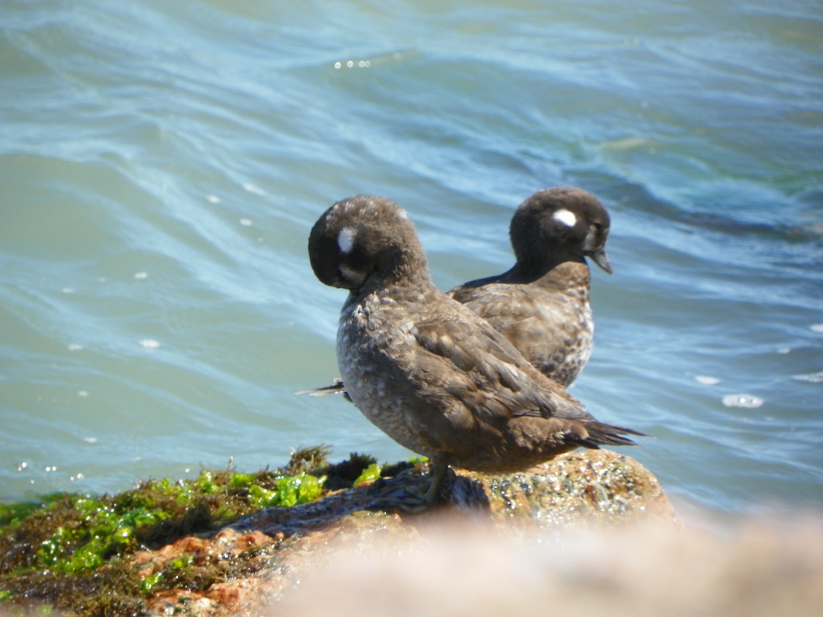 Harlequin Duck - ML428256721