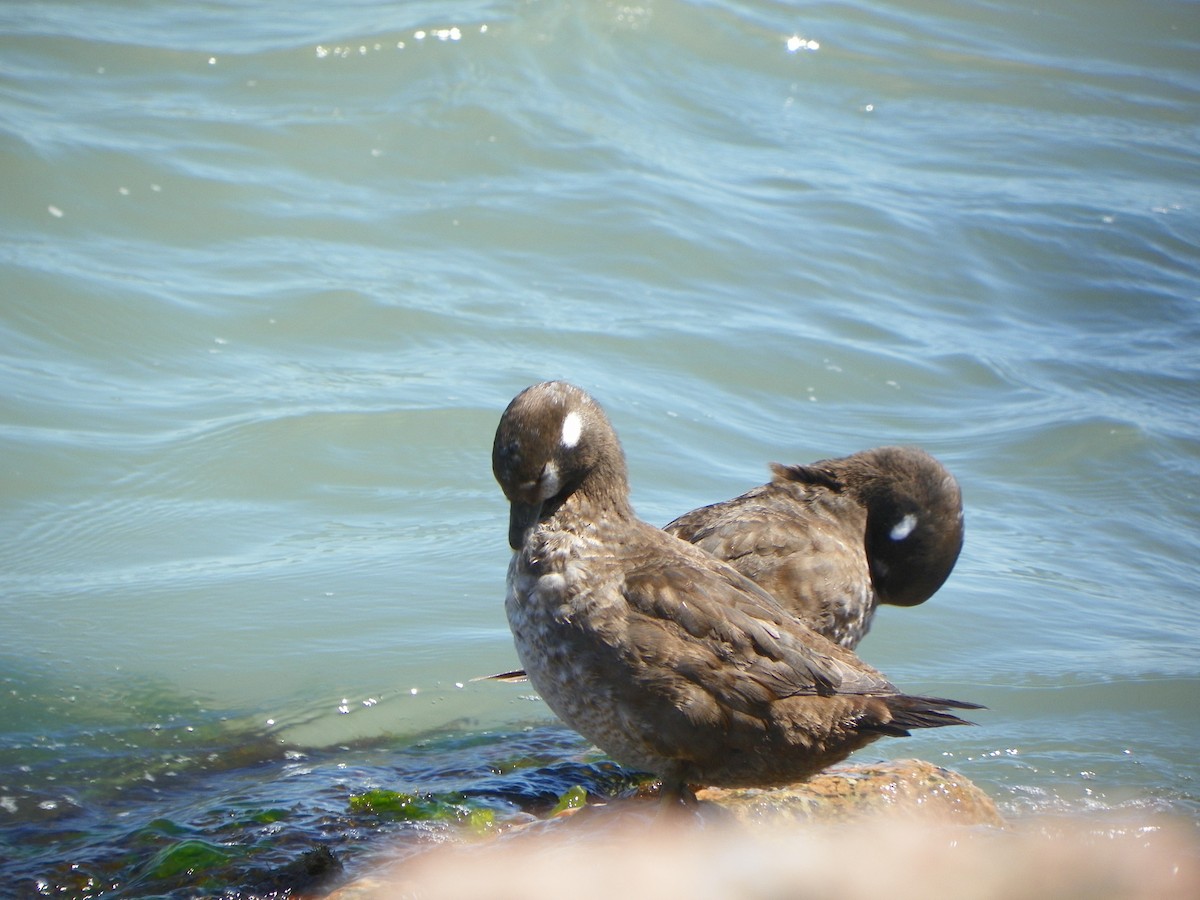 Harlequin Duck - ML428256761