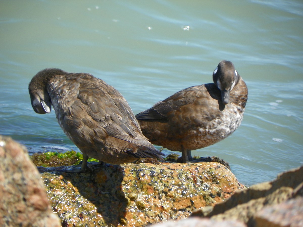 Harlequin Duck - ML428256781