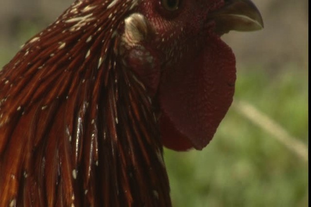 Red Junglefowl (Domestic type) - ML428257