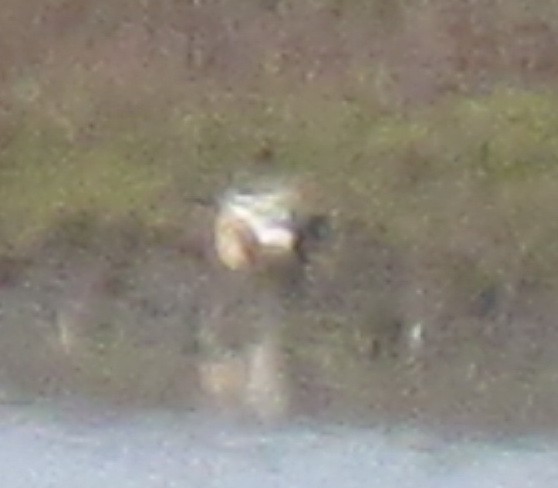 Халбага нугас - ML428257671