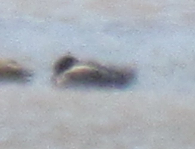 Халбага нугас - ML428257681