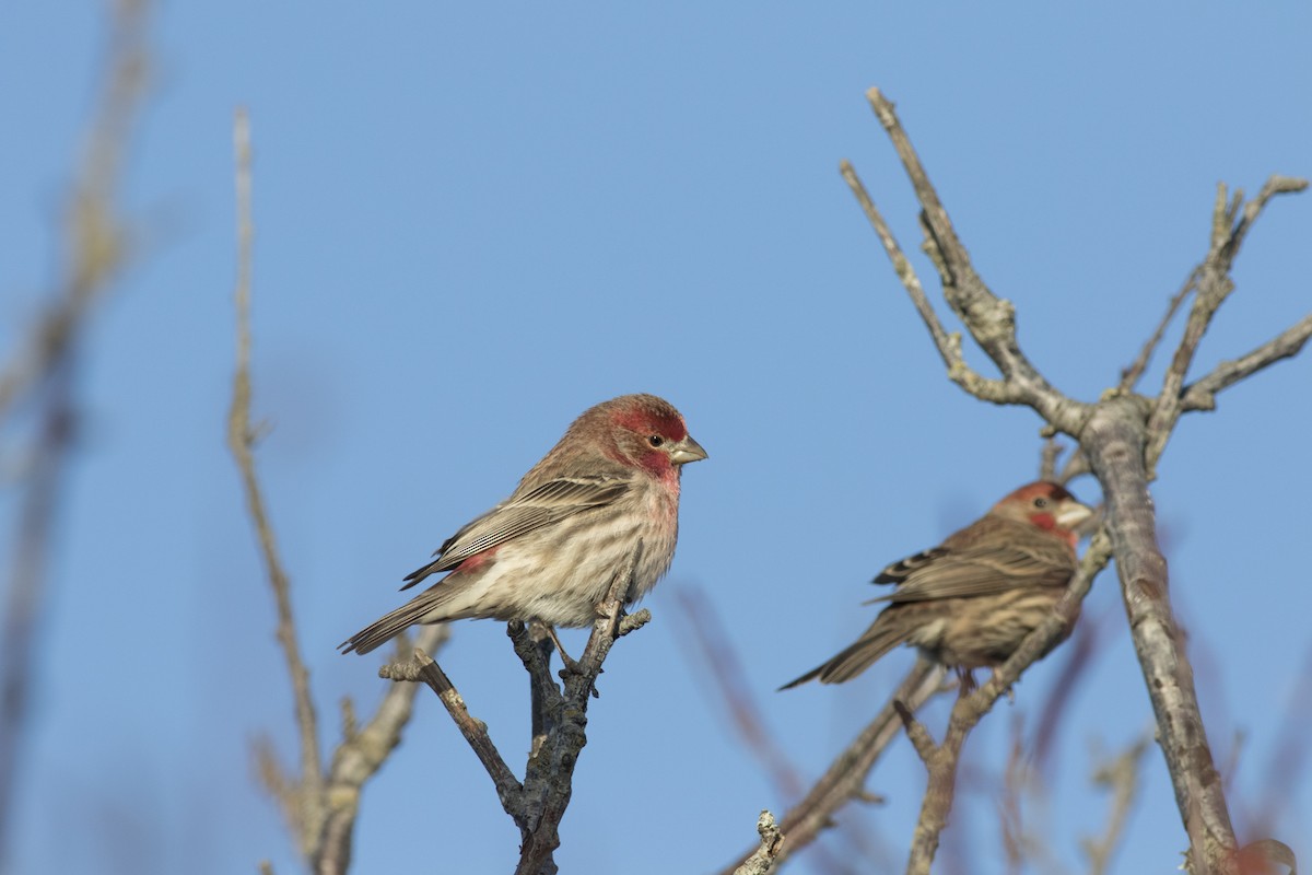 House Finch - ML42825811