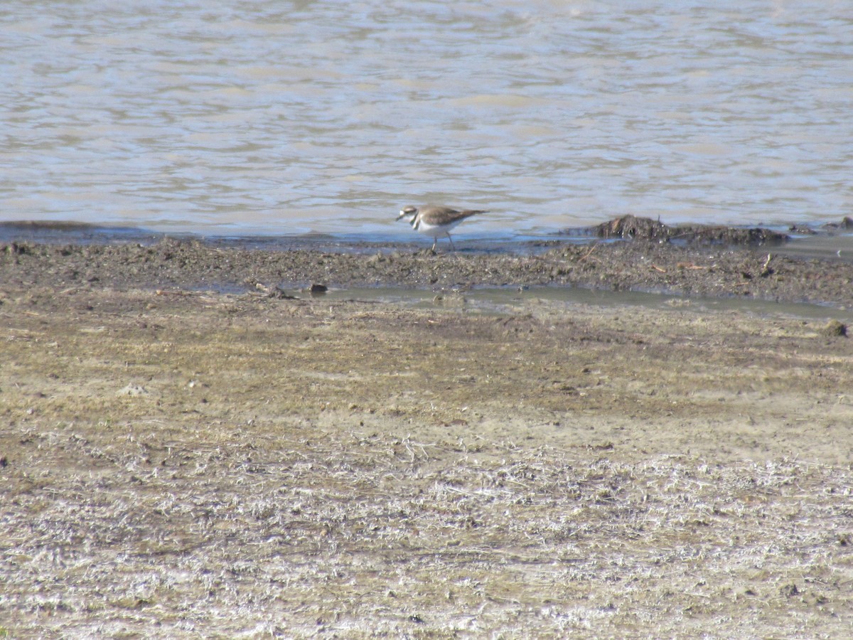 Killdeer - ML428258461