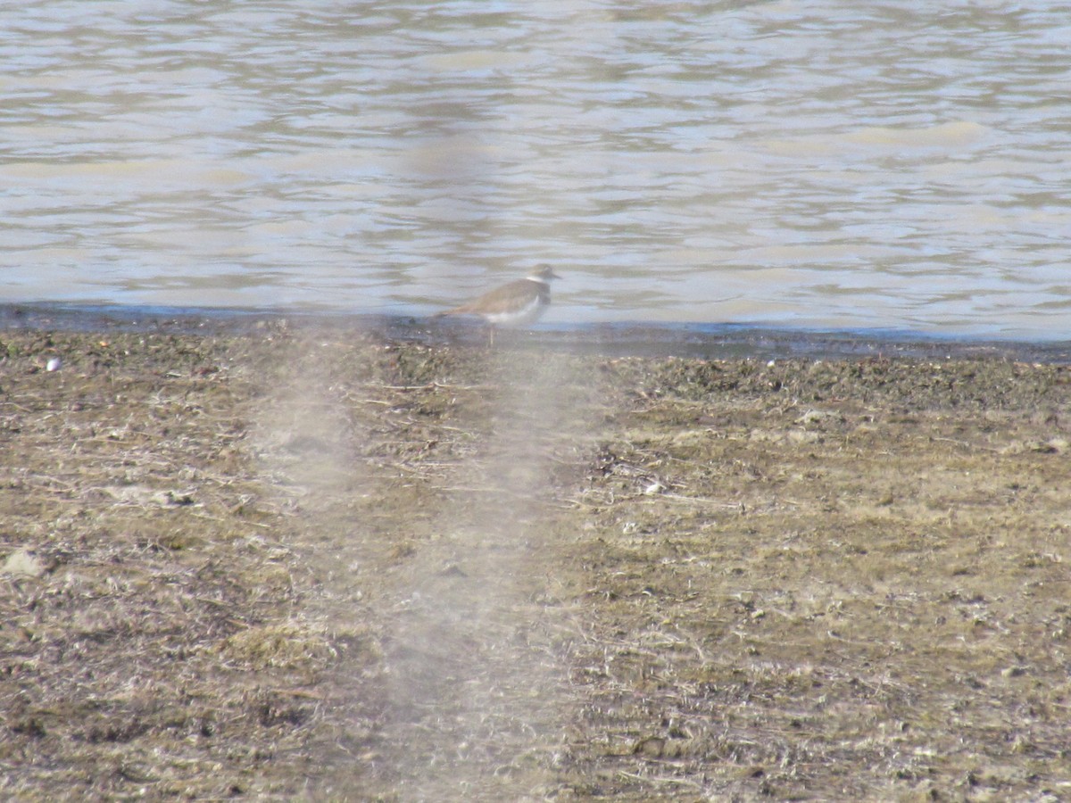 Killdeer - ML428258481